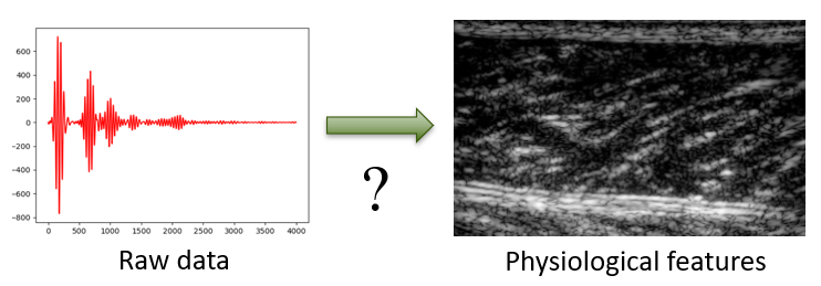 File:Ml muscle features.png